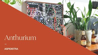 Anthurium — Aspidistra [Polyphonic modular synth ambient music with 4ms SWN]