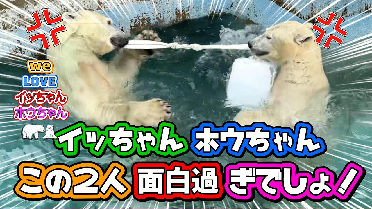 オモチャを奪い合う幼稚な母グマと仔グマ！イっちゃんホウちゃんの物語。