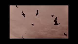 空が赤いのは君のせい? / 初音ミク・ナースロボ_タイプT (THALL,djent)