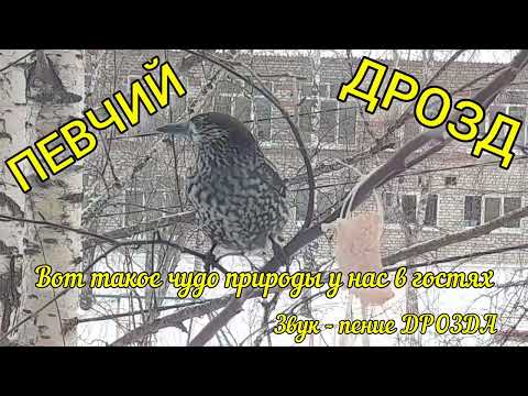 Чудо природы у