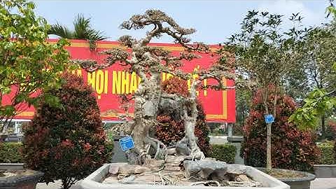 Một cây Duối đẹp của Lục Nam tại triển lãm Bắc Giang năm 2023.