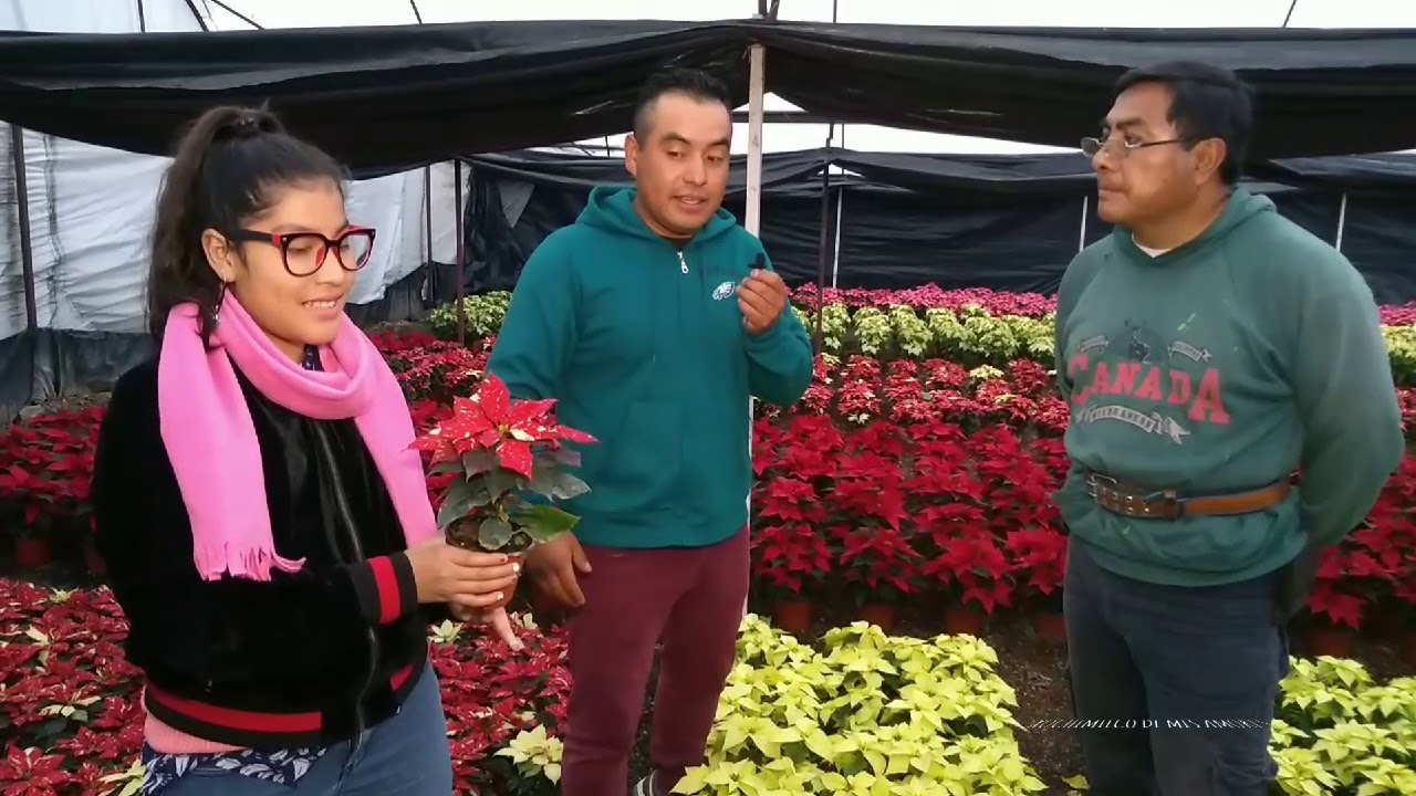 La flor cuetlaxochitl ,la Nochebuena