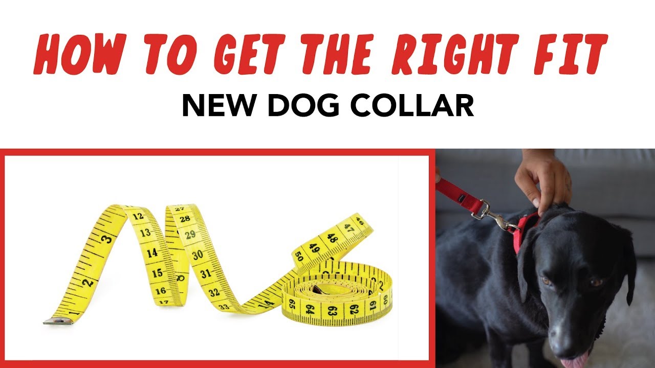 Is My Dog's Collar the RIGHT Size? YouTube
