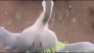 Video lucu Gaya jalan orang kalau dapet THR 🤣