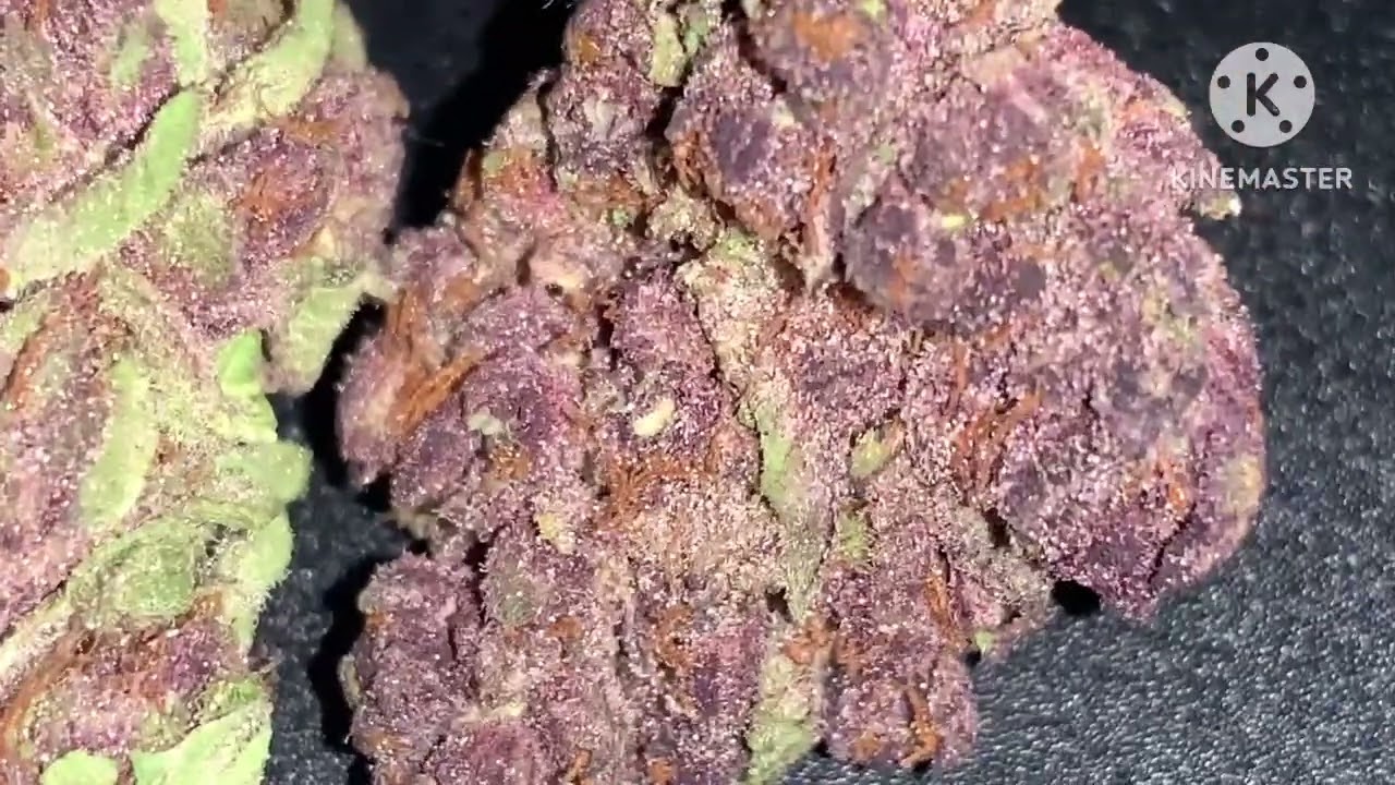 Thca grandaddy Purple 