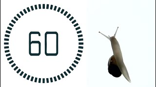 One Minute Snail Timer