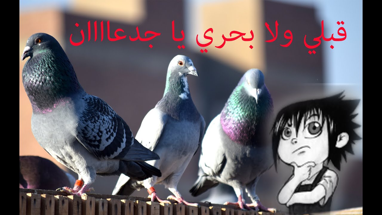 سباق قبلي ولا سباق بحري   شاركنا رايك في التعليقات