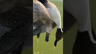 Two Big Pintail #birdhunter #birdhunting #huntting #hunting #hunt #birds #hunts