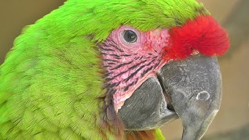Thumbnail of Buffon's Macaw - Exotic Birds