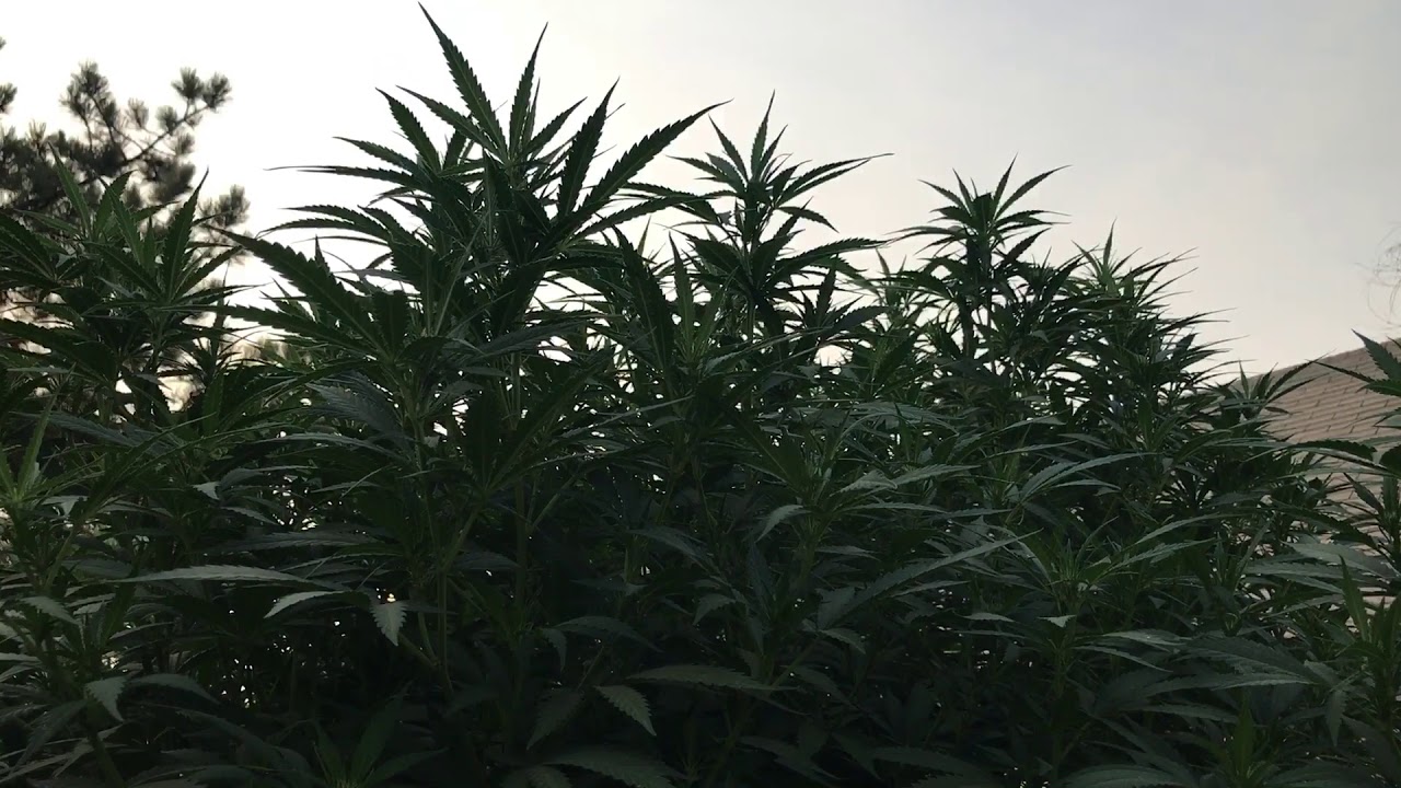 2017 outdoor medical cannabis grow update: week 16