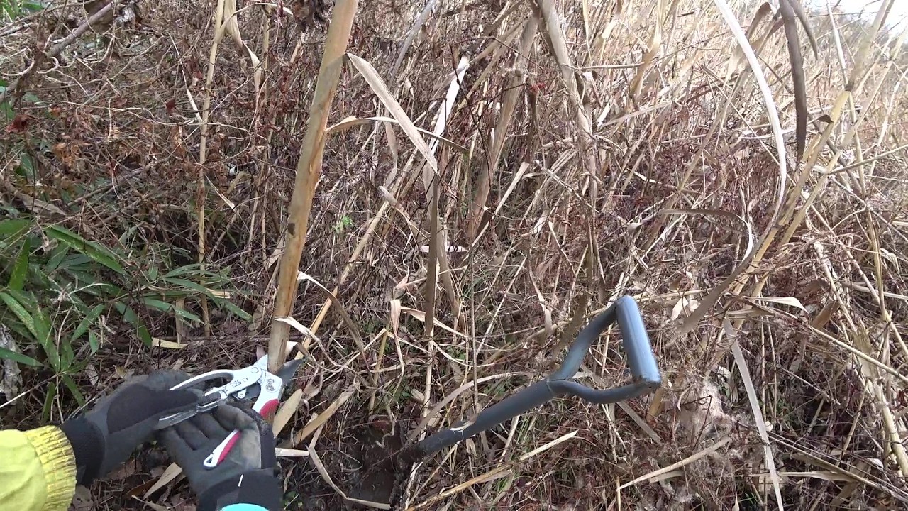 Nature Wonderland; digging out a cattail to be transplanted in the middle section wetland 20260306