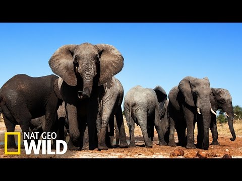 Vidéo: Faits intéressants sur les éléphants. Combien de temps un éléphant vit-il dans la nature