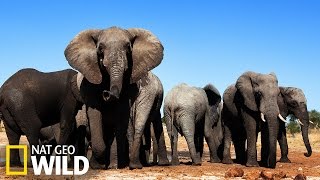 Famille éléphant