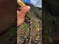 Seize the tail of spring, and in high altitude mountains, you can still pick very tender p#5d529