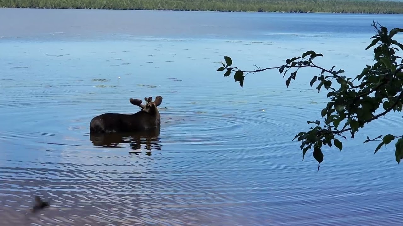 Moose at Feldtmann Lake, Isle Royale National Park