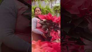 ¡Checa el dato! ¿Cuál es el origen de la flor de #Nochebuena?
