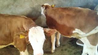 Simental danalarım.