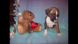 AKC Boxer Puppies For sale in PA