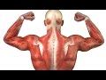 Сколько восстанавливаются мышцы