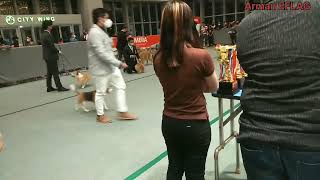 #dogs show