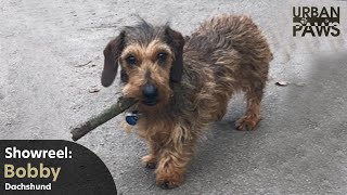 Dog Training: Bobby (Miniature Wirehaired Dachshund)  Fetch, Stay