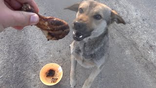 Hungry feral dog eats 3,3 lb 1,5 kg meat from big bowl