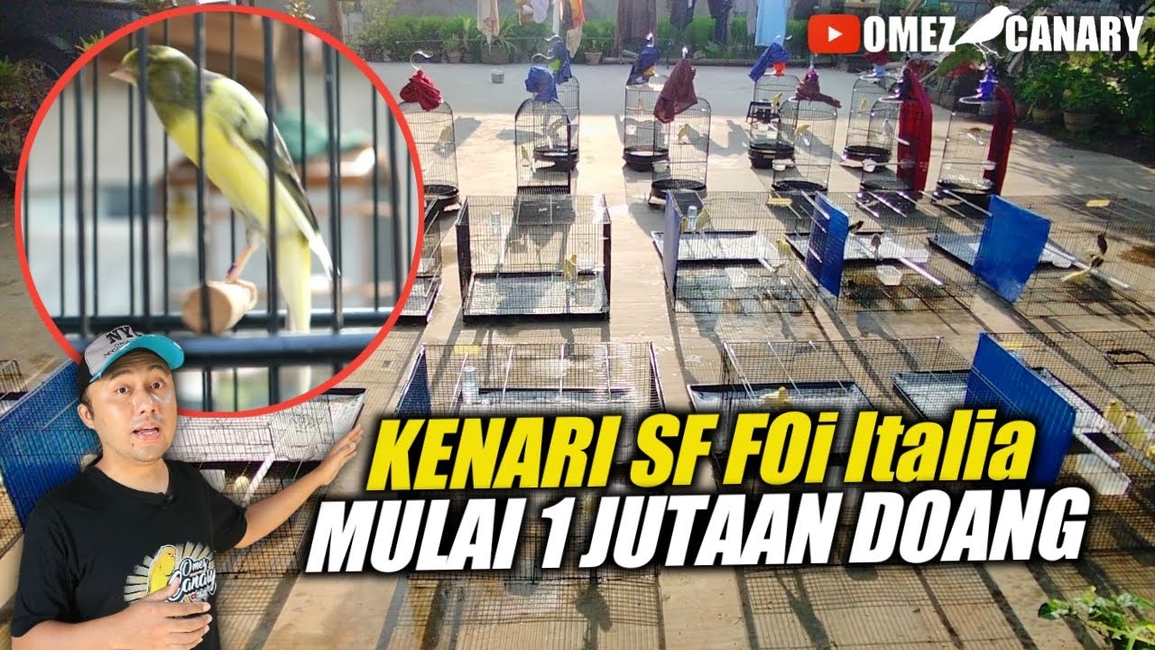 HARGA MULAI 1 JUTAAN‼️Kenari SF foi Italia di tempat Omez Canary