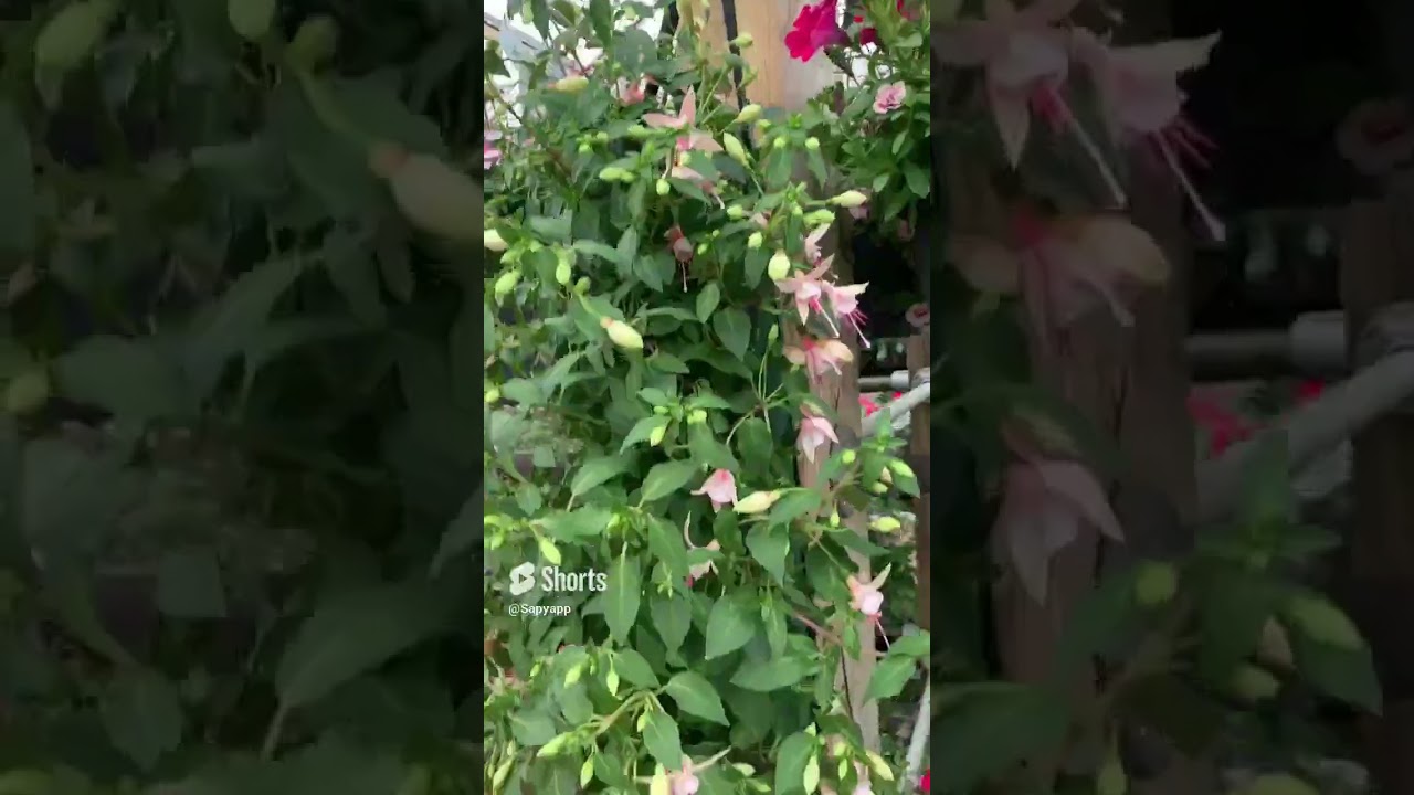 Plant nursery tour  Can you identify all the plants   