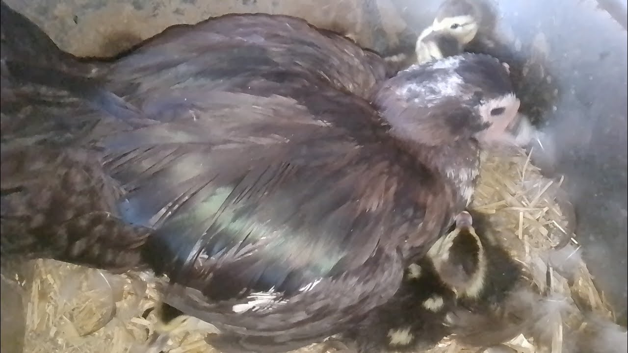 فقس بيض البطه البلدي 🐣 البطه عملت ايه في البيض والبط الصغير مش هتصدقوا 🦆كنت لازم اتصرف واعمل الصح 😭