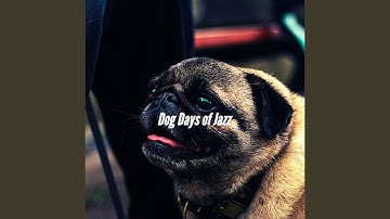 Remarkable Backdrops for Resting Pup