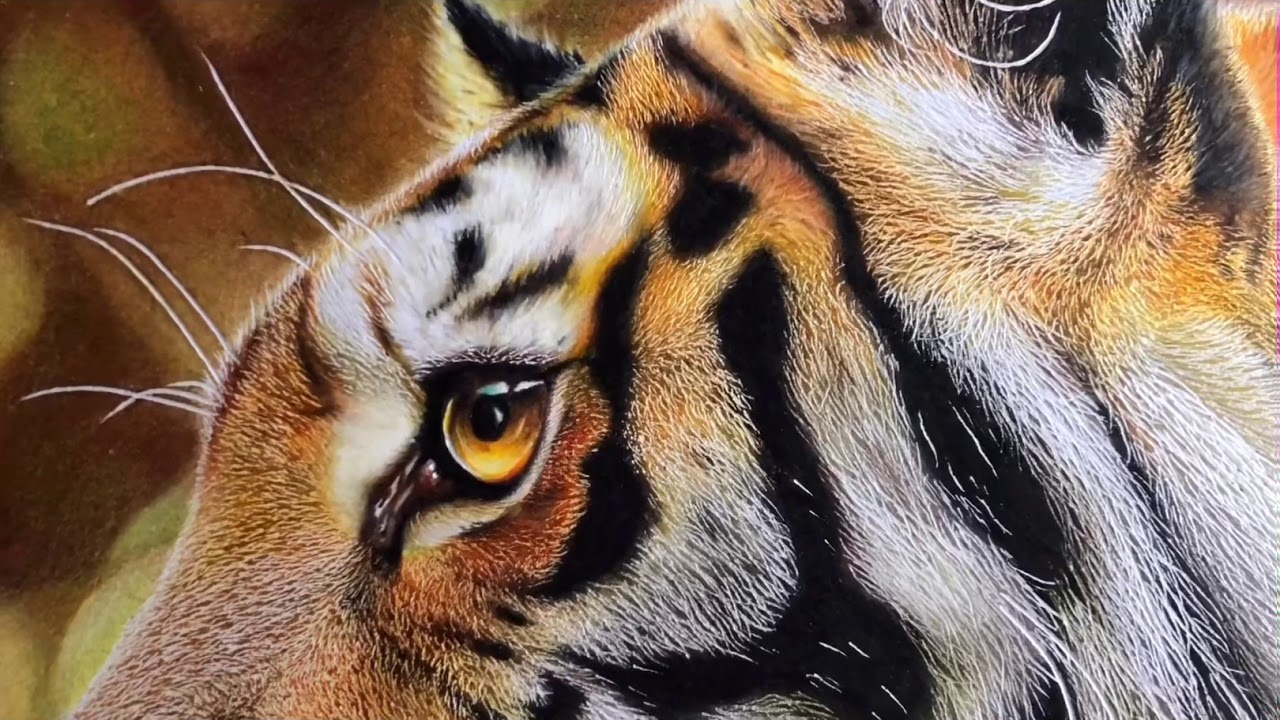 虎の色鉛筆画をまじまじ見る会 - YouTube