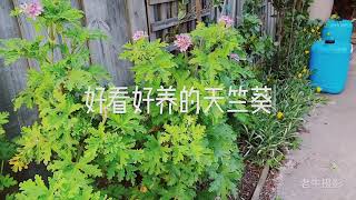 #老牛摄影#墨尔本:好看好养的天竺葵 #老牛摄影#墨尔本:好看好养的天竺葵