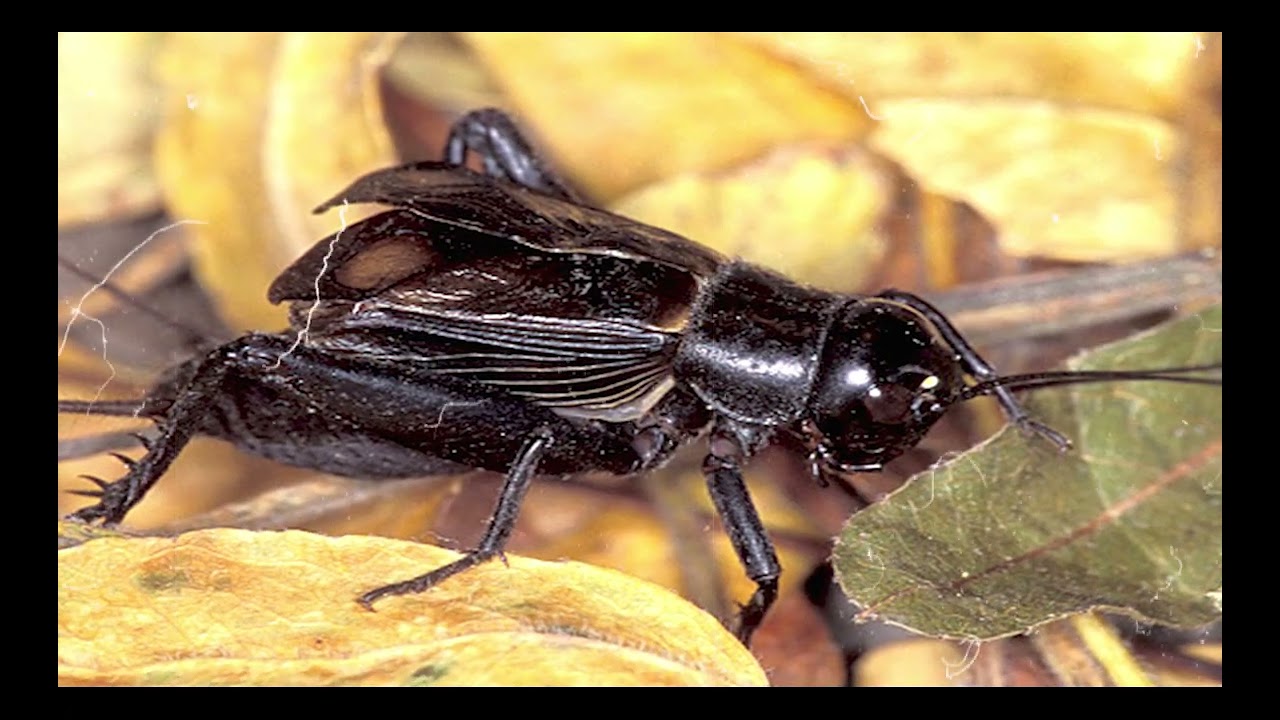 Cricket Sounds for a Peaceful Night