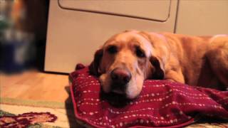 The Barking Bard (2): Is This My Room?