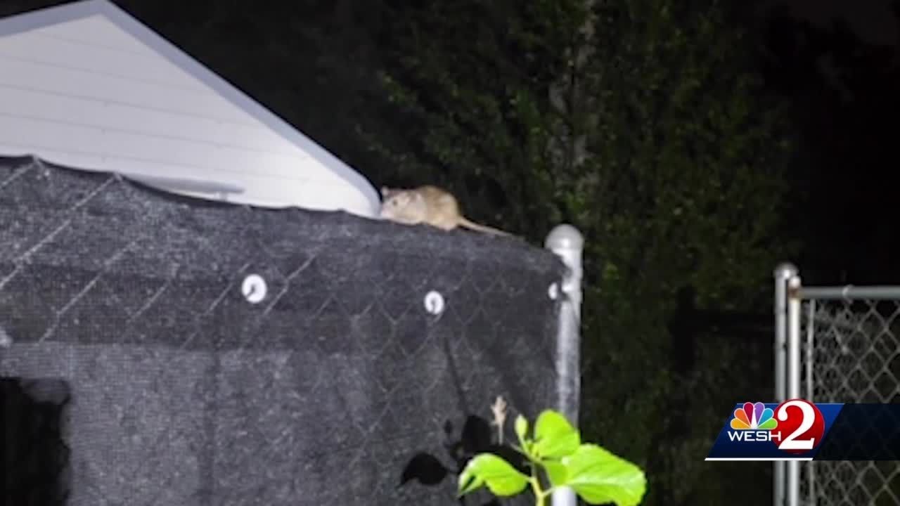 Residents: Rats from vacant home swarm Port Orange nieghborhood