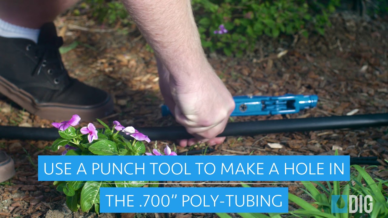 Drip Irrigation Demonstration Connecting a Button Dripper to 1/4