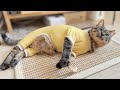 地域猫を保護してお迎えしたら家が居心地良すぎたみたいです…笑
