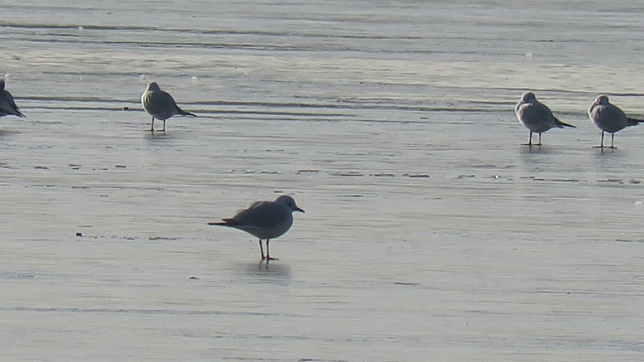 200207#17 Black-headed Gull 