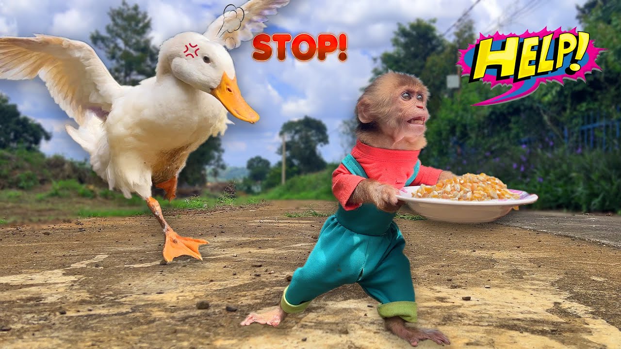 Monkey Bon did do to make Mother Duck so angry?