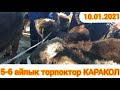 МАЛБАЗАР 5-6 айлык ТОРПОКТОР КАРАКОЛ ЫСЫК-КОЛ 10-января 2021