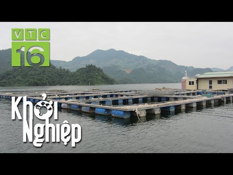 Video Bí thư Đảng ủy xã nuôi cá lồng trên 