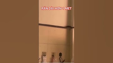 Rắn dài hơn 1 mét bò vào nhà đềm lành hay dữ #trending #tintuc #tintucdoday #viralvideo #dongvat