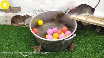 Best Water Mouse Trap - DIY Rat Trap Easy by Homemade Electric Rat Trap