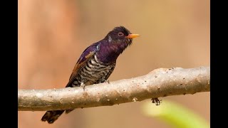 violet cuckoo (kedasih ungu)
