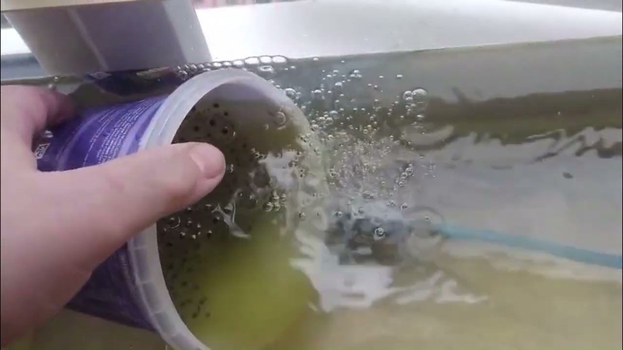 Growing Frogs in Our Kitchen (Part 1)