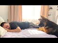 German Shepherd Puppy Tries to Wake Up Its Owner