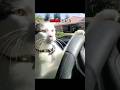 Cat Memes 仍 Song MONTAGEM BATCHI MXZI Rushex Cat Memes 仍 Song MONTAGEM BATCHI MXZI Rushex