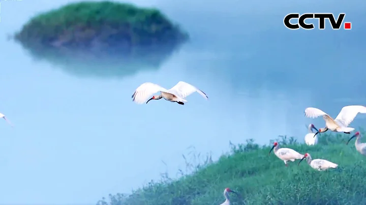 如夢似幻！漢江上的朱䴉晨光中飛舞，彷彿從畫里飛了出來 | CCTV - 天天要聞
