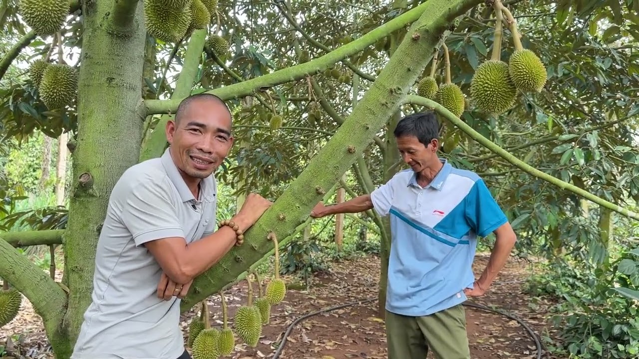 Hỗ trợ kỹ thuật chăm sóc sầu riêng nuôi trái