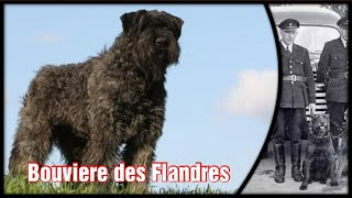 Bouvier des Flandres